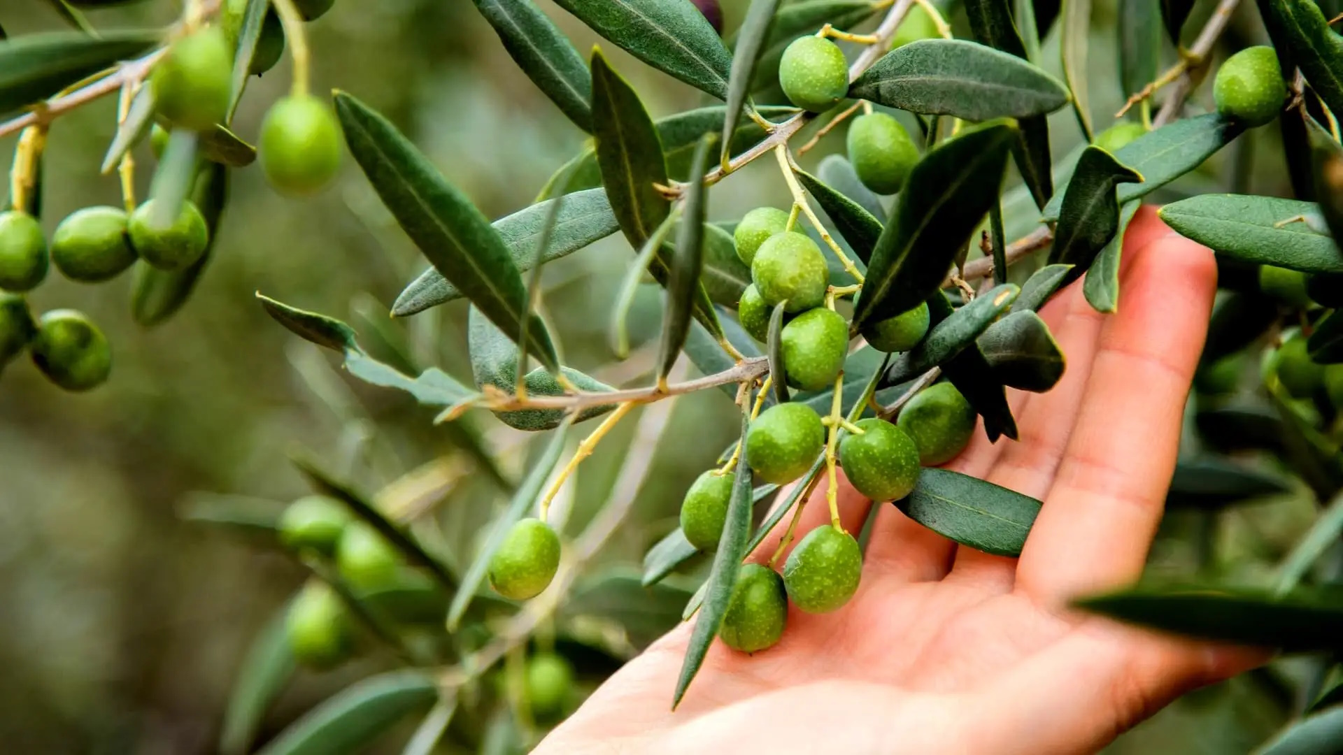 News Briefs Researchers Identify Three Olive Varieties Resistant to Pervasive Fungus