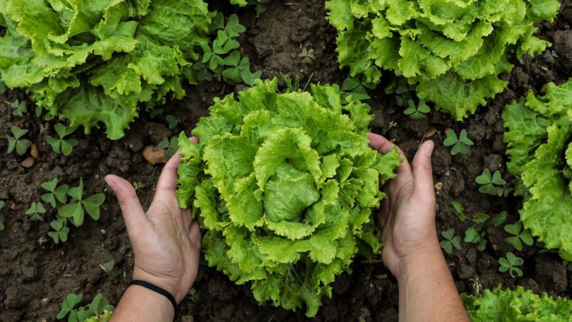 Agroindústria Lidl Portugal vai trabalhar com produtores de frutas e legumes na gestão responsável de água