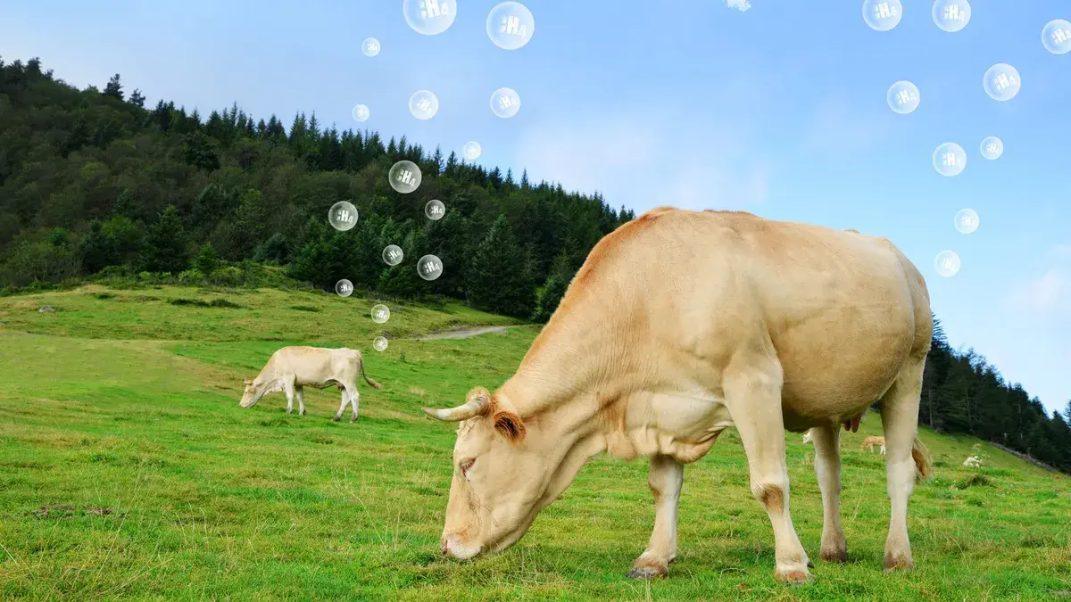 How science is helping cows produce less methane