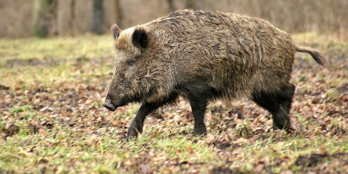 wild boar 70420 1280 1140x570