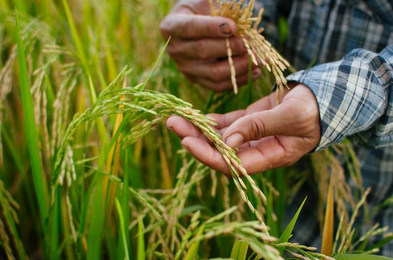 Alterações climáticas, ambiente e produção de arroz – desafios e caminhos a explorar