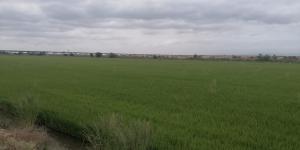 Alterações climáticas, ambiente e produção de arroz – Desafios e caminhos a explorar