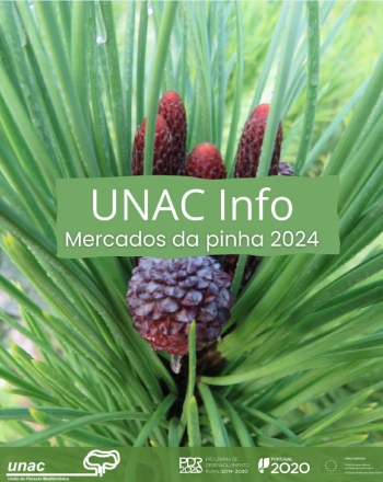 Mercados da pinha 2024 Imagem 1